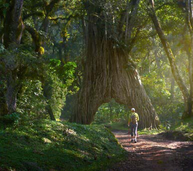 Luxury Tanzania Safari in Arusha National Park